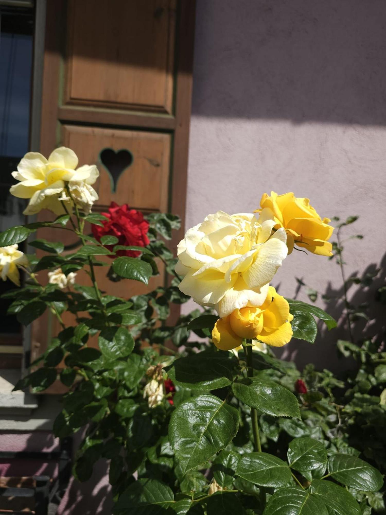 Petit Paradis Croneuva Strasbourg Exteriör bild